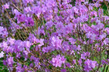 Ormangülü mucronulatum