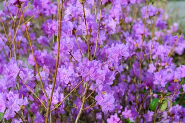 Ormangülü mucronulatum