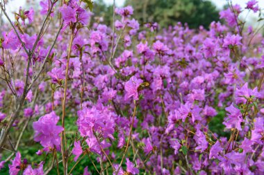 Ormangülü mucronulatum