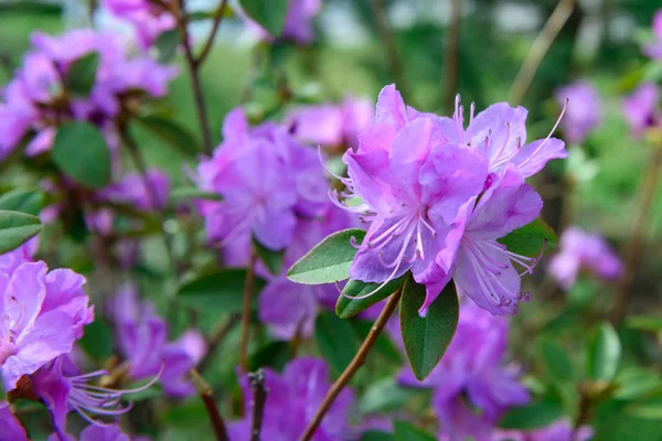 Rhododendron mucronulatum — Stock Photo, Image