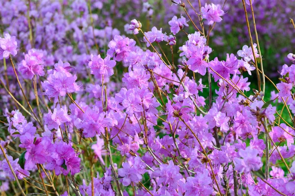 진달래 mucronulatum — 스톡 사진