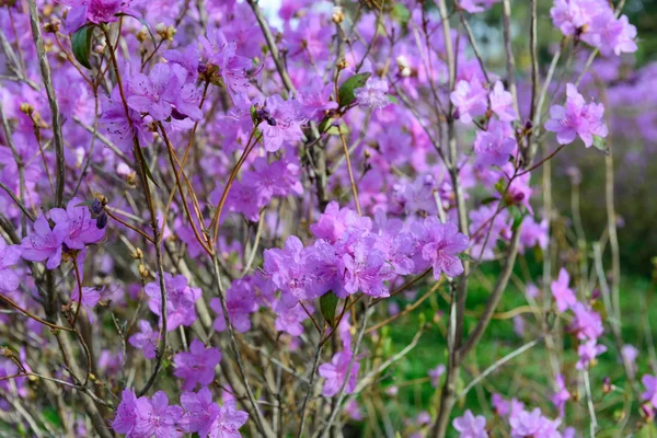 Rododendro mucronulatum — Foto Stock