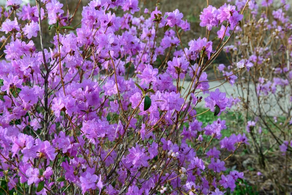 Ormangülü mucronulatum