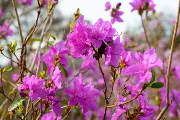 Ormangülü mucronulatum