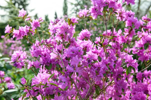 Rhododendron mucronulatum — Stock fotografie