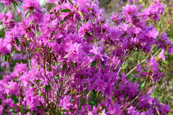 Rododendro mucronulatum — Foto Stock