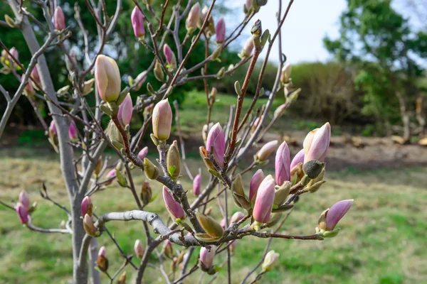 Rode magnolia blossoms — Stockfoto