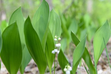 Bahar vahşi çiçekler açar