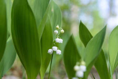 Bahar vahşi çiçekler açar