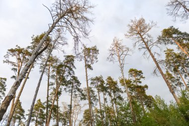 Bahar sabahı çam ormanı içinde