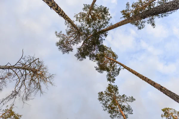 Jarní ráno v borovém lese — Stock fotografie