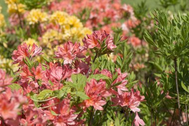 Ormangülü mucronulatum