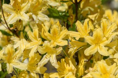 Ormangülü mucronulatum