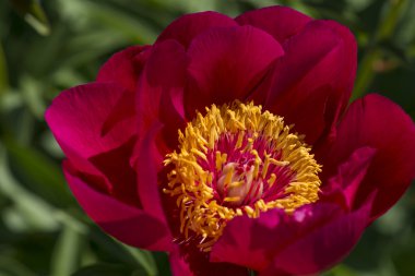 Kırmızı Bahçe Şakayık