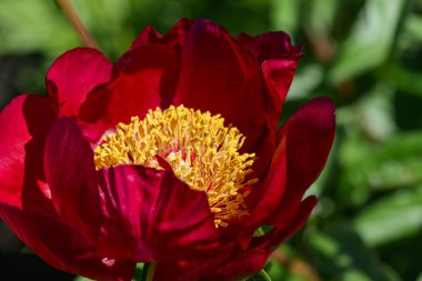 Kırmızı Bahçe Şakayık