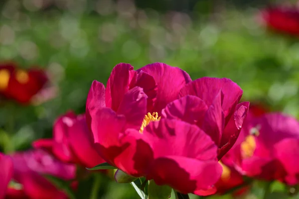 Peônia jardim vermelho — Fotografia de Stock