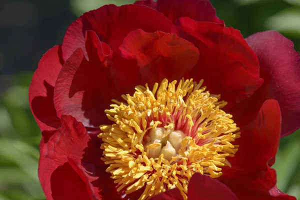 Piros kerti bazsarózsa — Stock Fotó