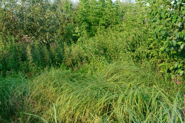 yeşil çiçek arkaplanı