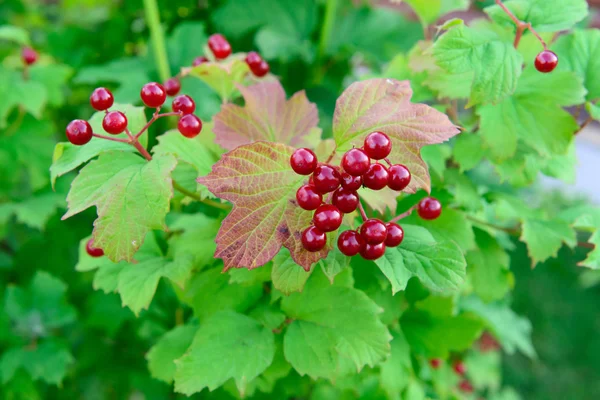 Bayas de viburnum rojo —  Fotos de Stock