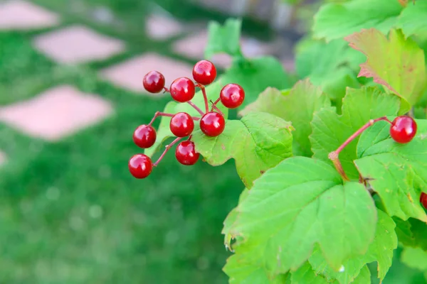 Červené viburnum bobule — Stock fotografie