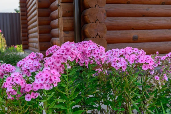 ピンク夏の花 — ストック写真
