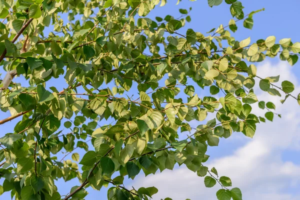 Jonge birch tree — Stockfoto