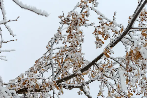 겨울 사진 — 스톡 사진