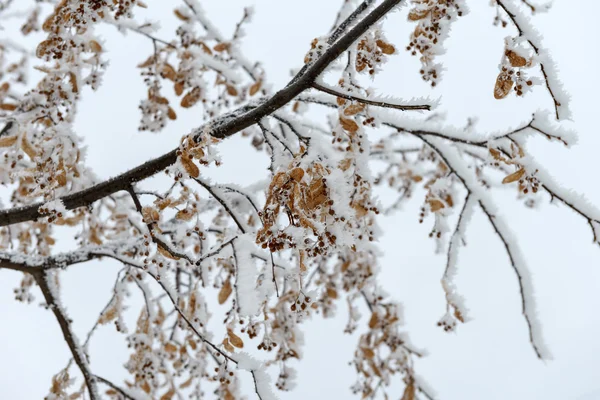 Imagem de inverno — Fotografia de Stock