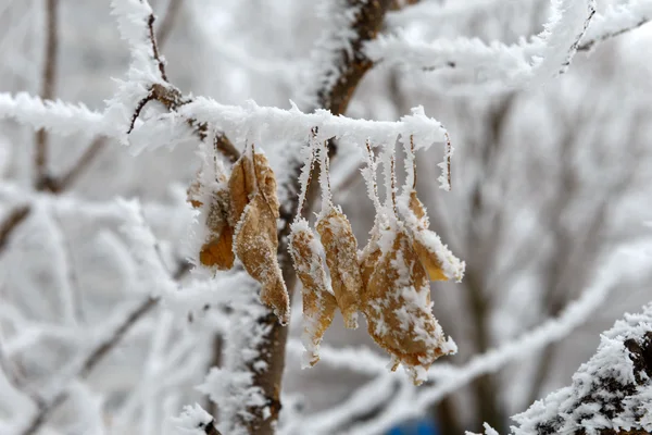 Winter foto — Stockfoto