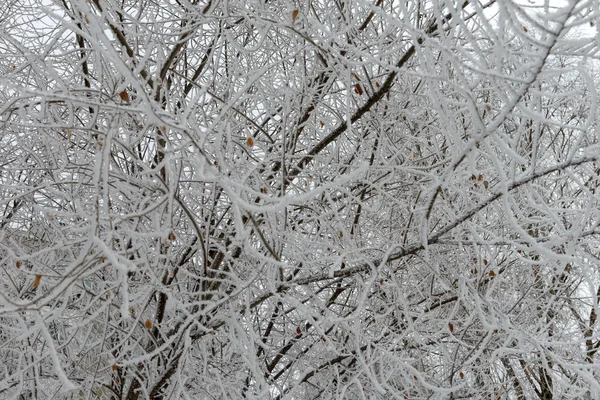 Winter foto — Stockfoto
