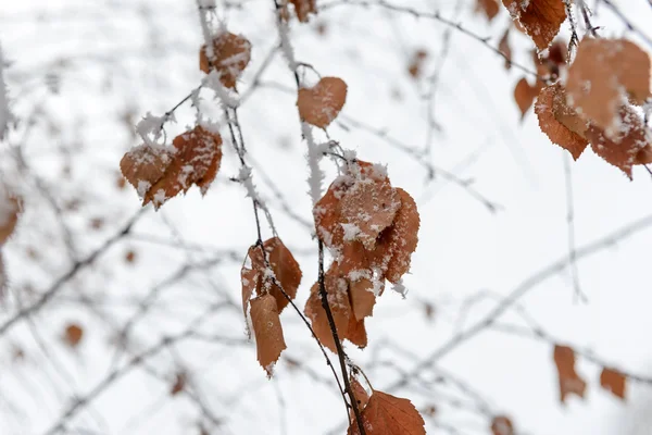 Winter foto — Stockfoto