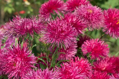 asters