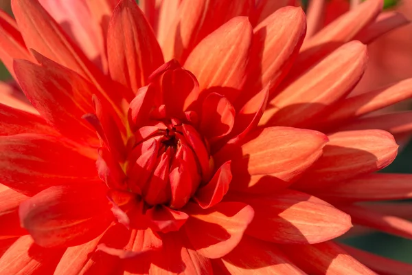 Narancssárga dahlia — Stock Fotó