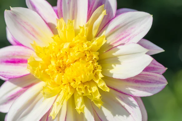 Witte dahlia — Stockfoto