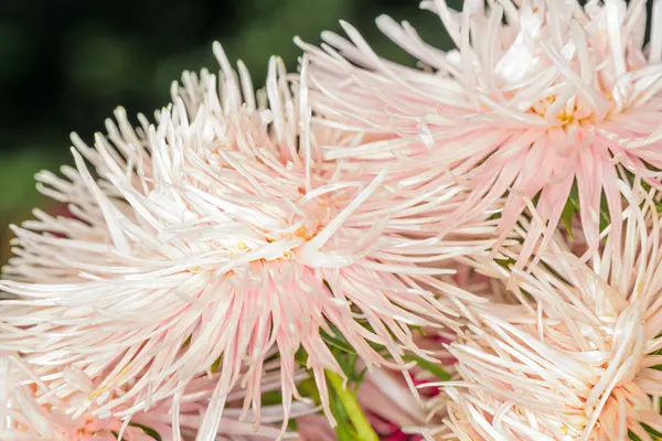 Asters — Stock Photo, Image