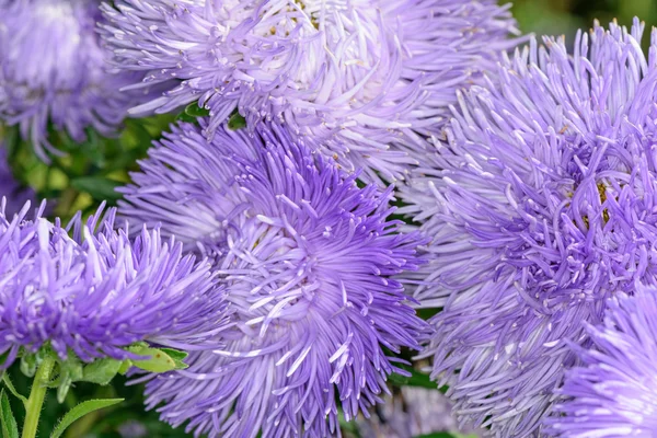 Asters — Stock fotografie