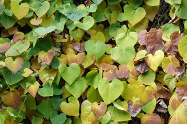 Heart-shaped green and yellow leaves blanket the ground, forming a tranquil scene.
