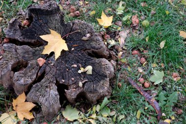 Golden leaves lie gently on a weathered stump surrounded by green grass.