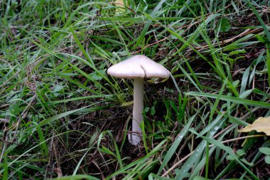 A delicate white mushroom emerges from fresh grass in a peaceful meadow.
