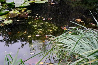 Lush plants frame a peaceful pond with water reflecting leaves and distant trees.