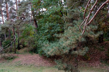 Uzun ağaçlar, sonbahar aylarında sessiz bir ormanda sakin bir atmosfer yaratır..