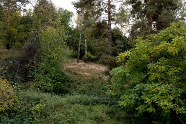 Lush greenery surrounds a peaceful clearing, showing the beauty of autumn leaves.