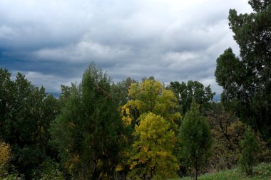 Bright yellow leaves stand out against the dark, moody sky in a lush forest.