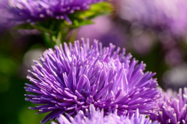 Mor Aster