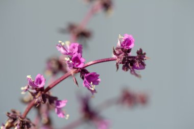 Baharatlı fesleğen
