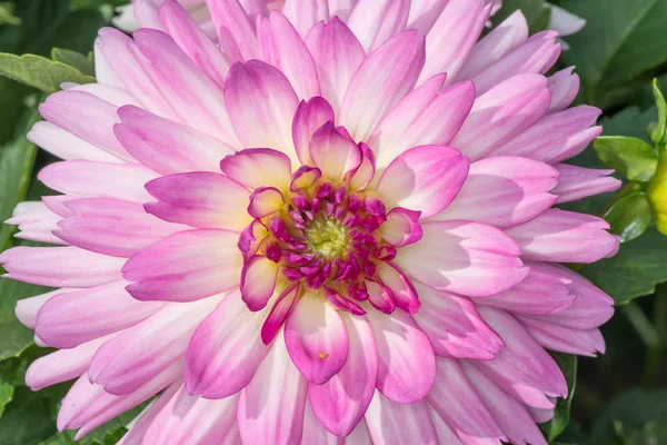 Roze dahlia — Stockfoto