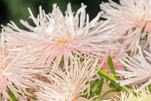 Asters — Stock Photo, Image