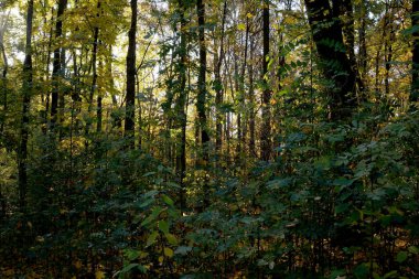 Yumuşak güneş ışığı uzun ağaçların arasından süzülür, yemyeşil yeşillikleri aydınlatır..