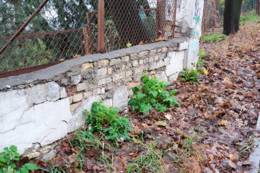 Çürümüş yapraklarla kaplı taştan bir duvardan yemyeşil bitkiler çıkar..