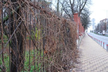 Sarmaşıklar sonbaharda huzurlu bir kaldırım kenarında sağlam bir çitin üzerinden süzülüyor..